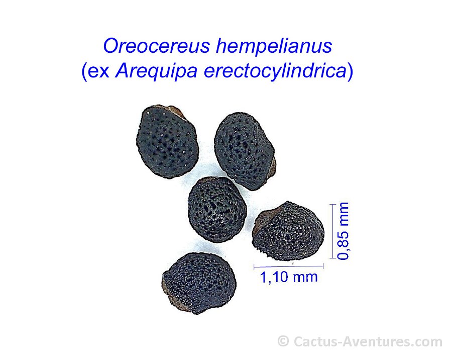Oreocereus hempelianus ex Arequipa erectocylindrica BK